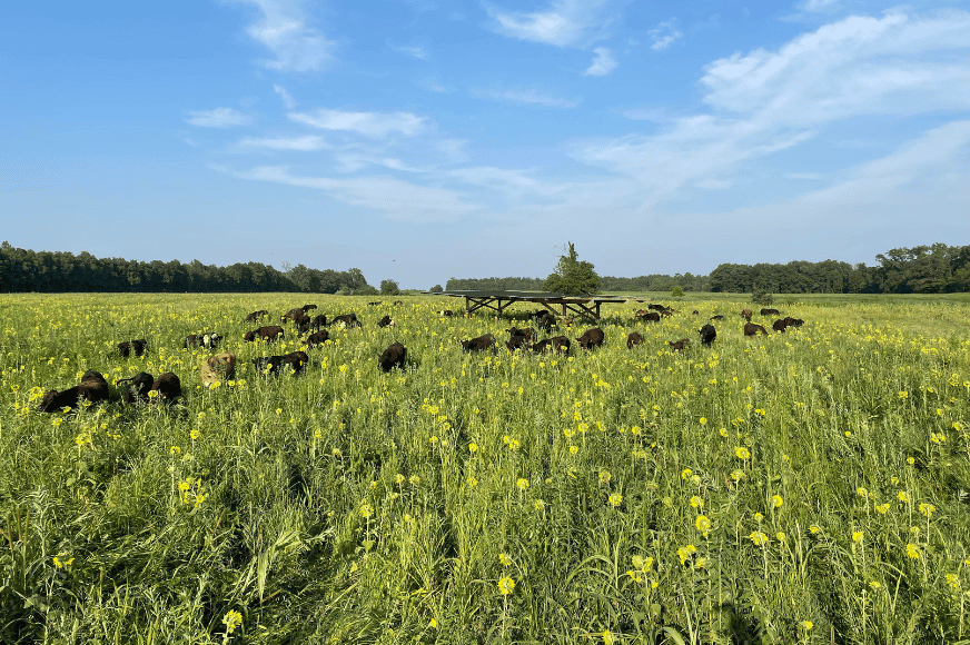 gorgeous green pasture with small yellow flowers being grazed by freely roaming black cattle. bright blue sky with white clouds.  you can get grass-fed meat delivery from The Log Cabin Ranch