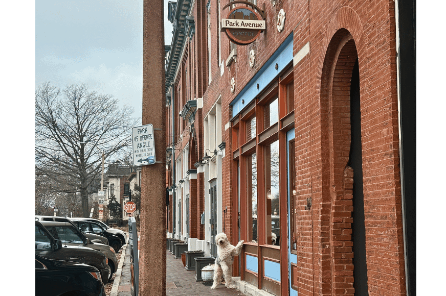 sidewalk and brick exterior of Park Ave coffee in Lafayette Square.  large goldendoodle jumps up to look in the windown while he waits for owner inside 