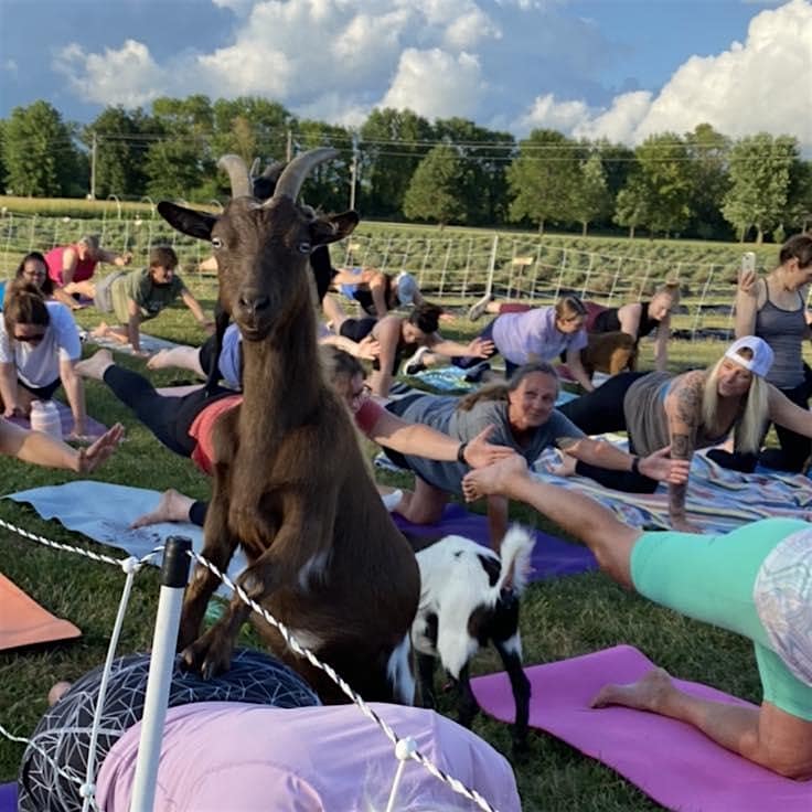 Goat Yoga @ 311 Wine House and Beer Garden