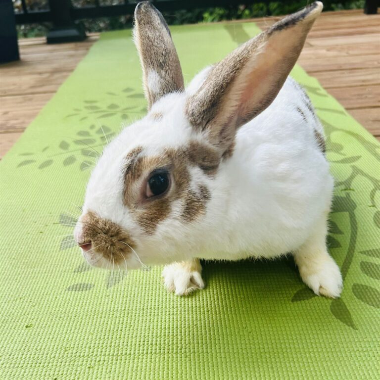 Bunny Yoga! @ Dolly’s Dream Rabbit Rescue