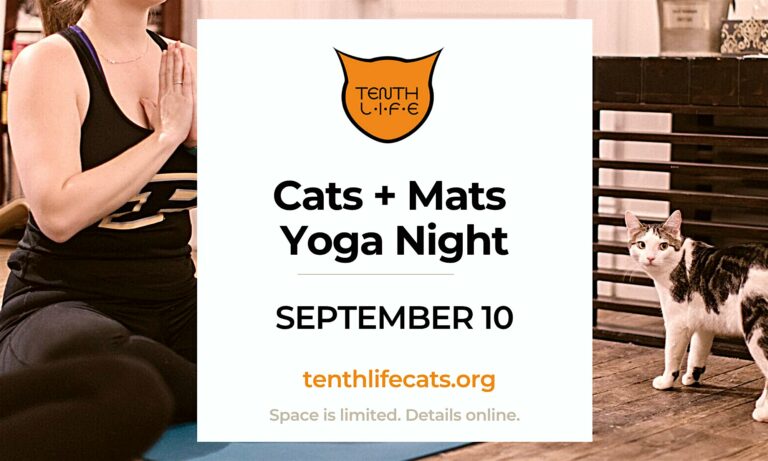 Cats N’ Mats Yoga Night at Tenth Life Cat Rescue