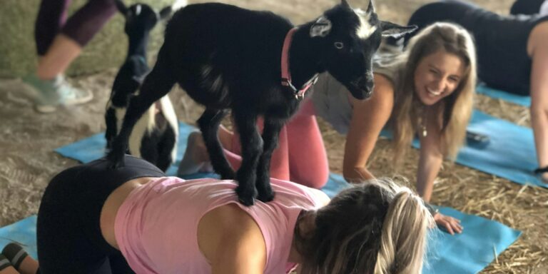 Goat Yoga at 311 Wine House and Beer Garden