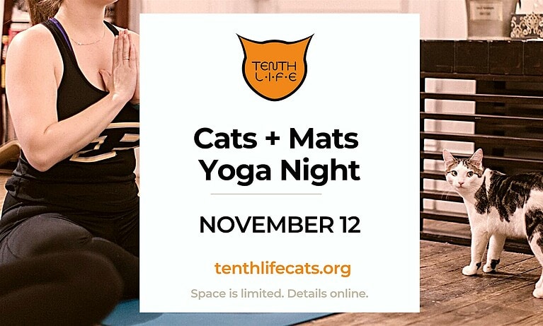 Cats N’ Mats Yoga Night