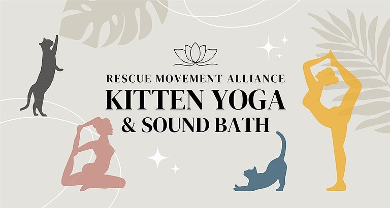 Kitten Yoga Fundraiser