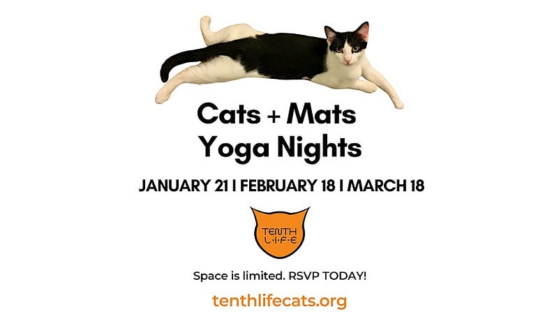 Cats N’ Mats Yoga Night for a Cause