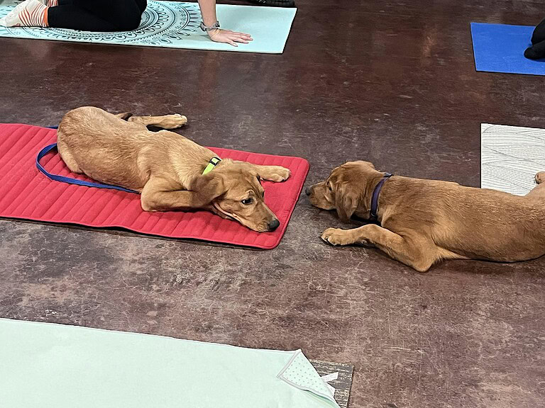 Stretch & Snuggle at Puppy Yoga at Third Wheel Brewing