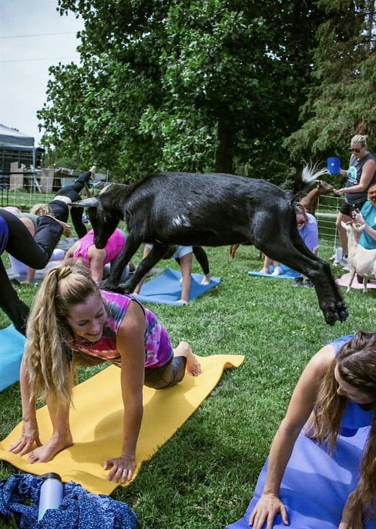 Goat Yoga of Missouri in Boonville
