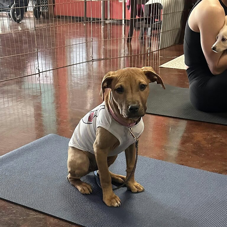 Sunday Funday Puppy Yoga at Third Wheel Brewing