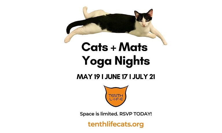 Cats N’ Mats Yoga Night – May 2026
